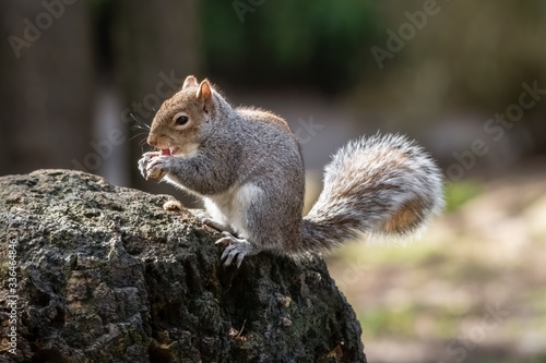 European Grey Squirrel Feeding on a Rock © Ian