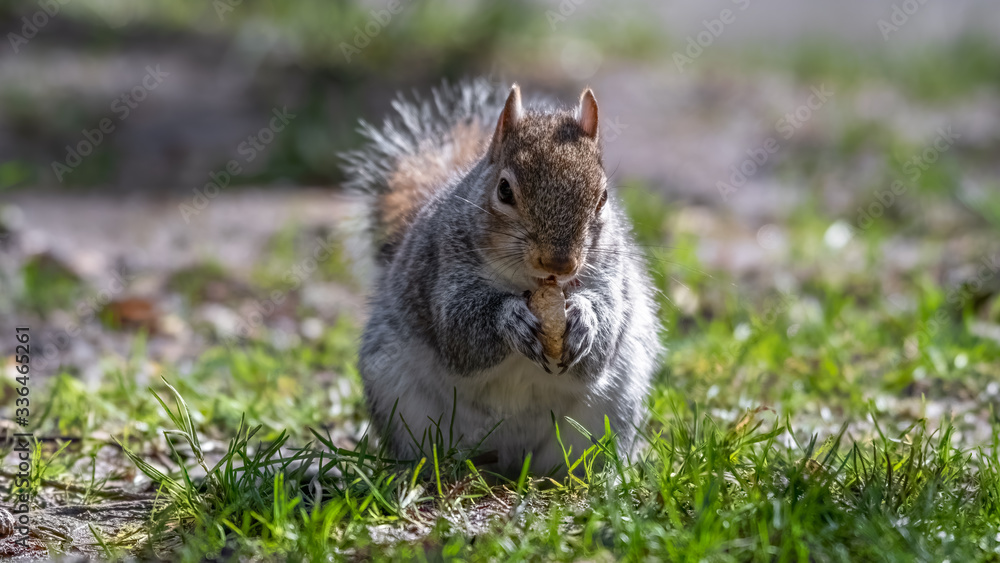 European Grey Squirrel Feeding on Grass European Grey Squirrel Feeding on Grass