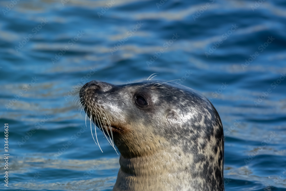Fototapeta premium Close Up portrait Grey Seal Off North Sea Coast