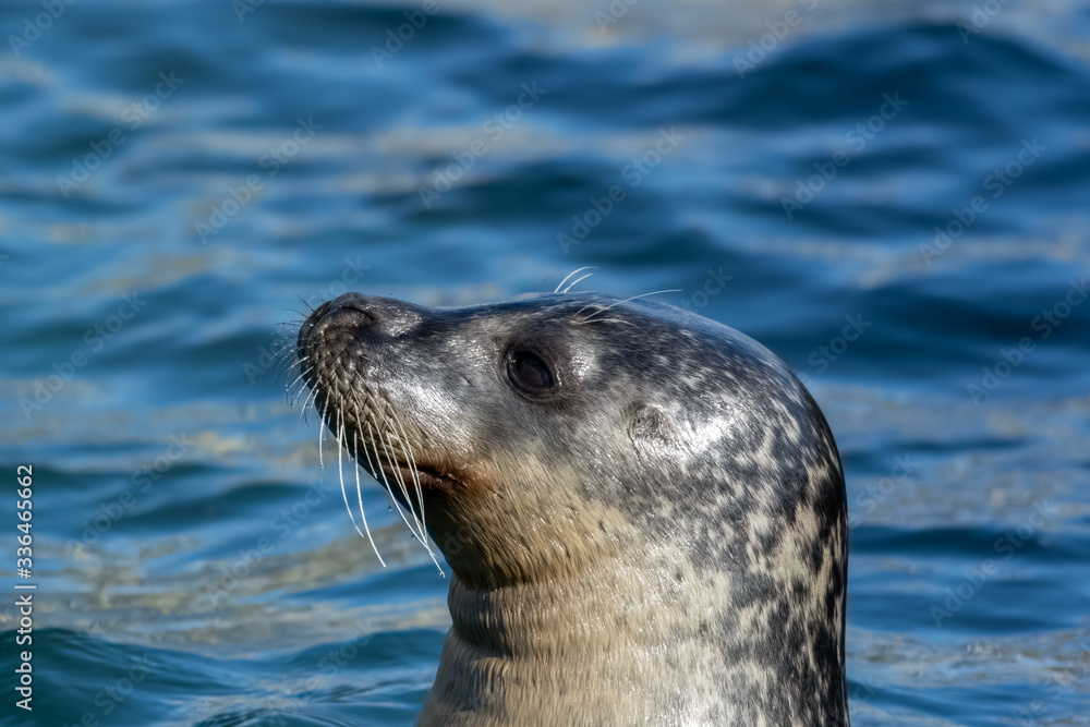 Fototapeta premium Close Up portrait Grey Seal Off North Sea Coast