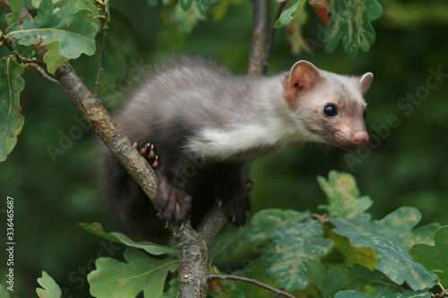 European pine marten (Martes martes) playing and posing on camera
