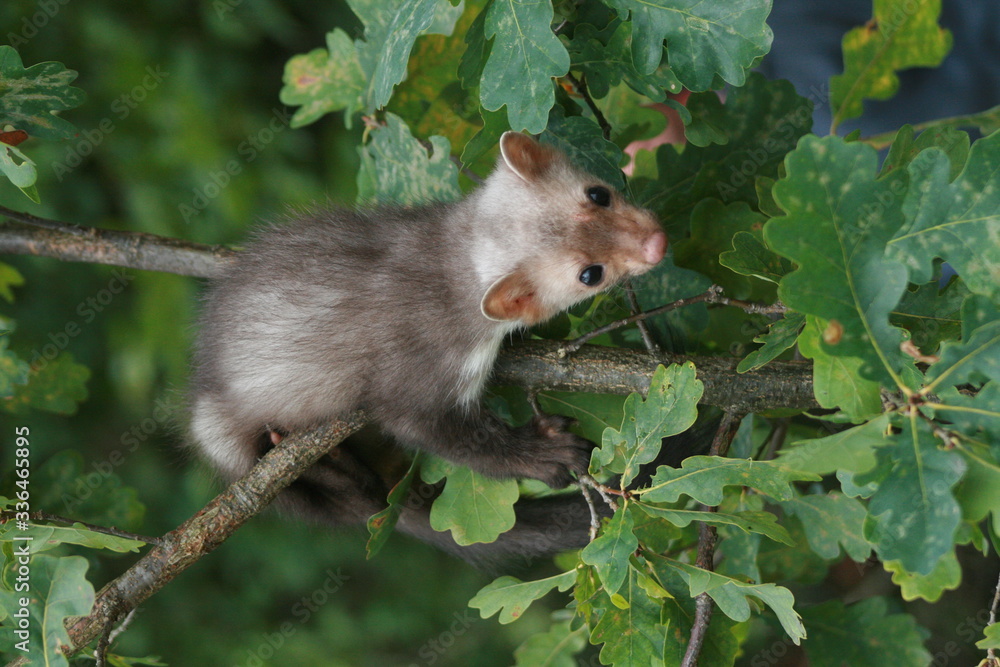 European pine marten (Martes martes) playing and posing on camera European pine marten (Martes martes) playing and posing on camera