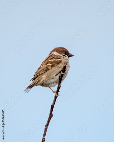 Male Tree Sparrow Perched on Top of a Stick