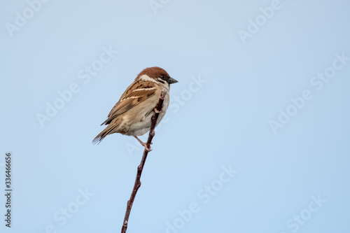 Male Tree Sparrow Perched on Top of a Stick