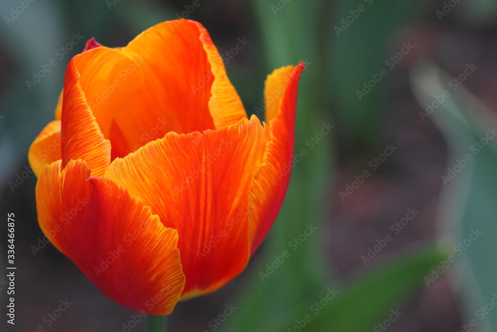 Fototapeta premium orange tulip