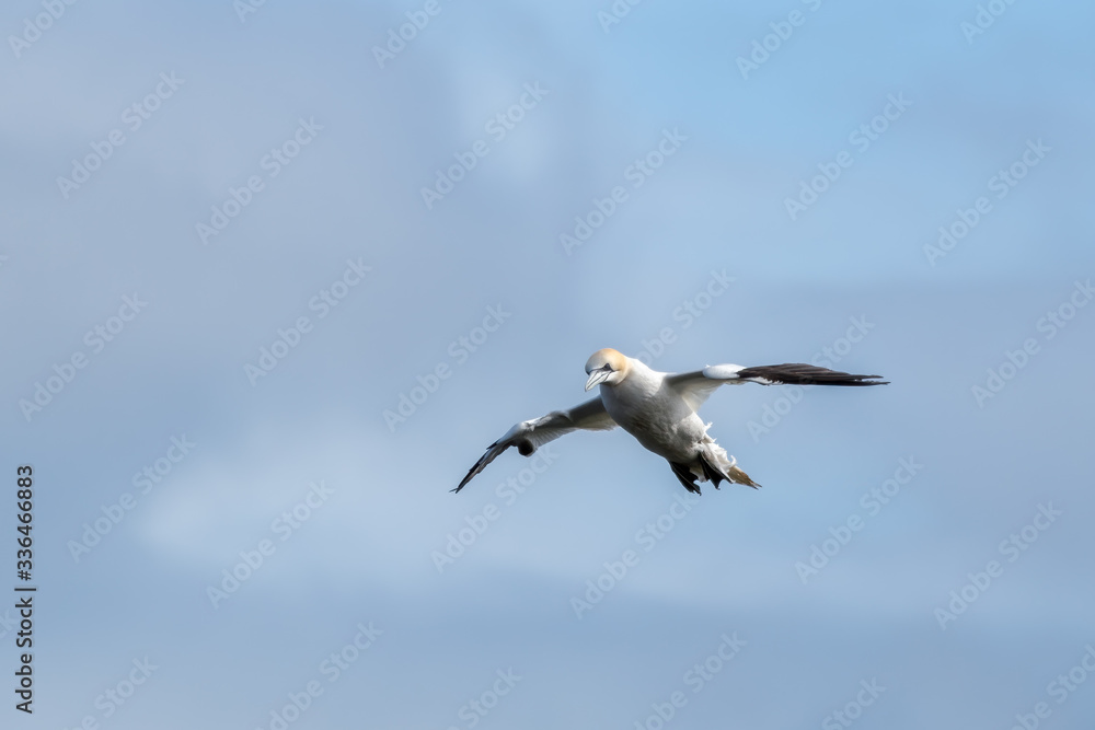 Gannet in Flight over Bempton Cliffs Gannet in Flight over Bempton Cliffs