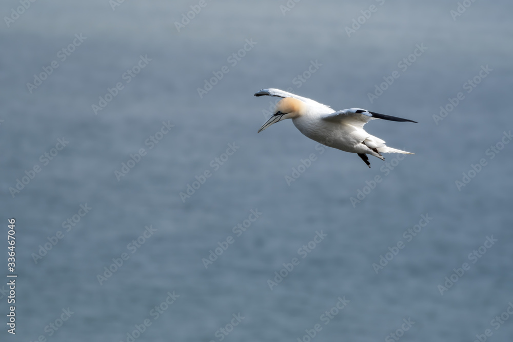 Gannet in Flight over Bempton Cliffs Gannet in Flight over Bempton Cliffs