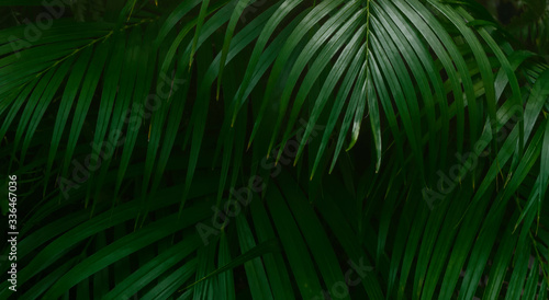 Natural tropical jungle green palm leaves texture background in dark forest, nature leaf greenery floral wall pattern © merrymuuu