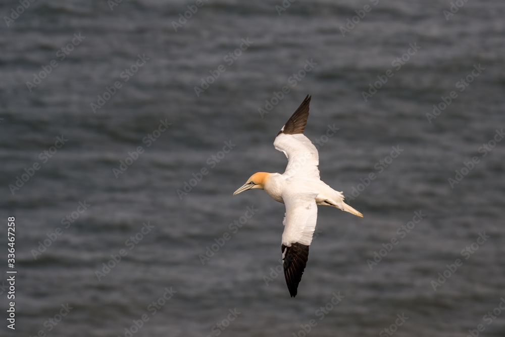 Gannet in Flight over Bempton Cliffs Gannet in Flight over Bempton Cliffs