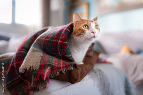 gato blanco y marron con ojos amarillos escondido debajo de una manta de colores, saca la cabeza y mira hacia arriba photo