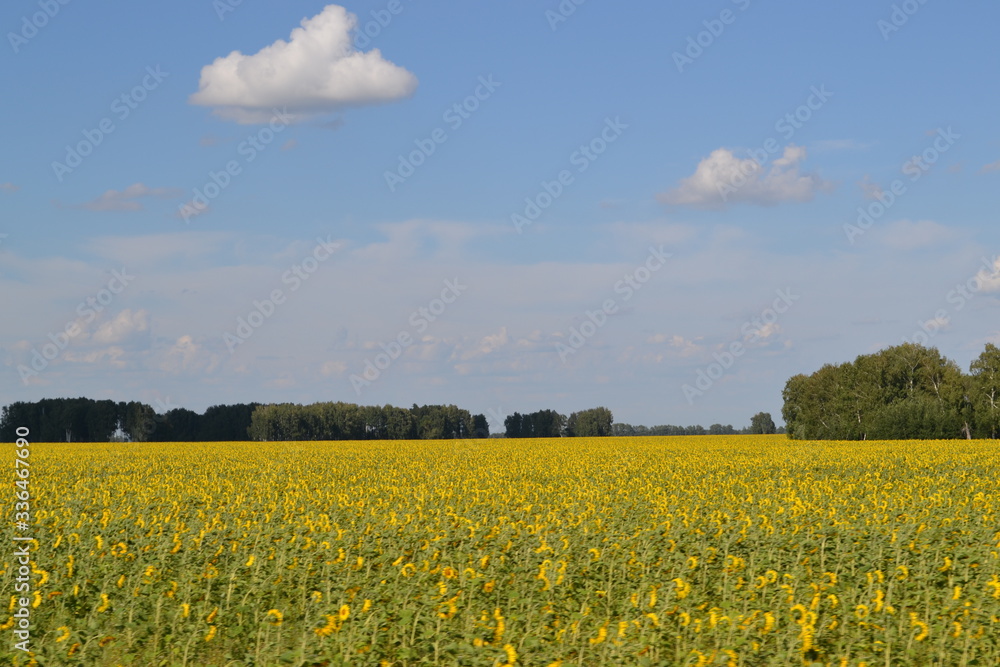 field, sky, landscape, yellow, agriculture, nature, flower, canola, rapeseed, spring, blue, meadow, summer, farm, rural, plant, green, clouds, oil, countryside, sunny, flowers, blossom, cloud, horizon