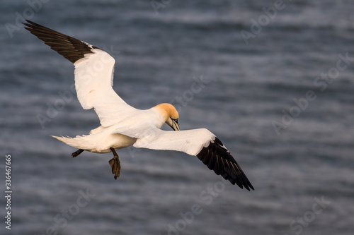 Gannet in Flight over Bempton Cliffs