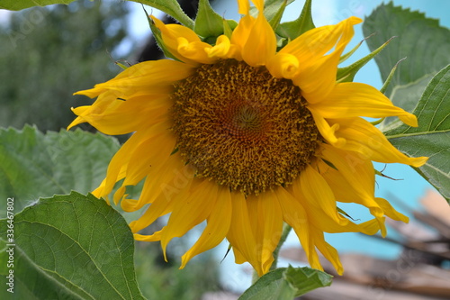 sunflower, flower, yellow, summer, nature, plant, sun, agriculture, field, green, leaf, garden, flora, blossom, bloom, flowers, beautiful, sunflowers, petal, beauty, seed, spring, petals, bright, oil