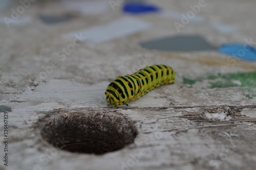 caterpillar, insect, macro, larva, nature, green, butterfly, animal, leaf, bug, worm, close-up, black, yellow, isolated, wildlife, pest, white, swallowtail, garden, plant, crawl, summer, eating, lepid