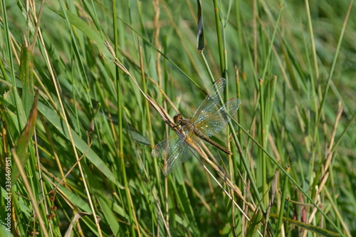 grass, green, nature, plant, field, spring, summer, macro, meadow, texture, lawn, agriculture, rice, leaf, growth, fresh, outdoors, water, herb, abstract