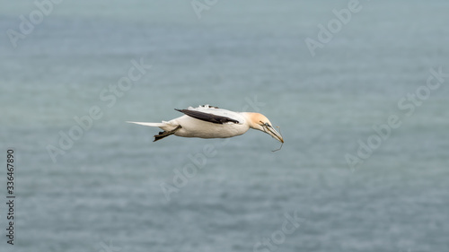 Gannet in Flight over Bempton Cliffs