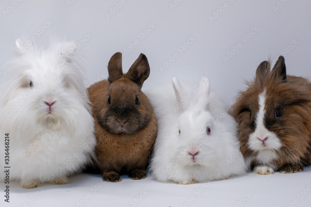 Gruppe von vier Zwergkaninchen im Portrait in einer Fotobox Gruppe von vier Zwergkaninchen im Portrait in einer Fotobox
