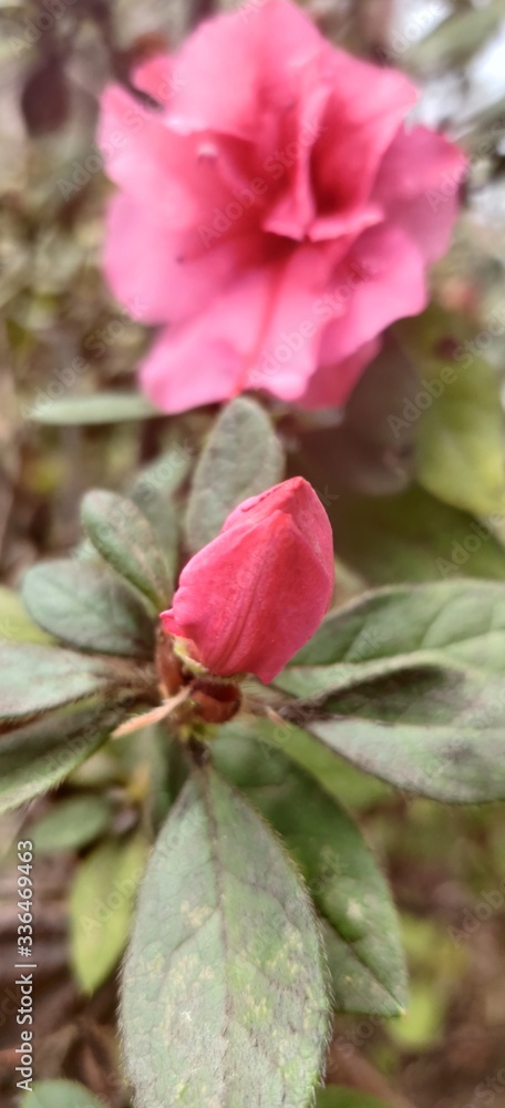 pink bud flower petals leaves