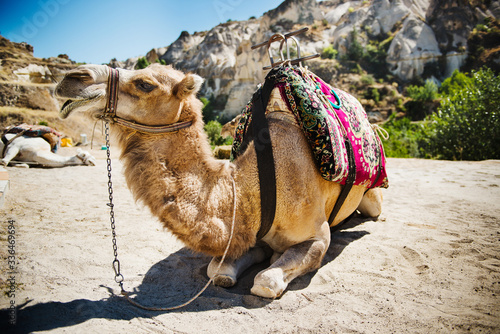 camel in the desert, Göreme, Cappadocia, Turkey photo