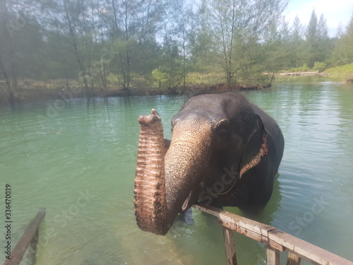 elephant in the water