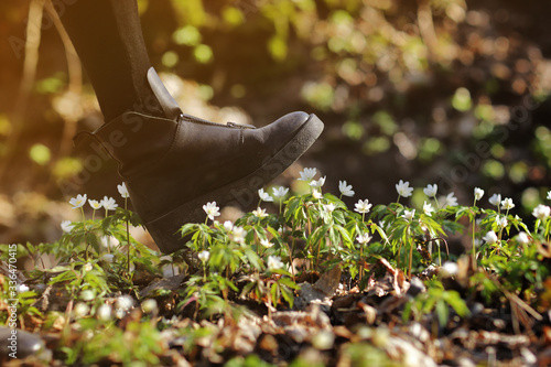 A woman's boot trample on a young anemone flower. Concept: trampled hopes, vandalism, deprivation of virgin beauty and innocence,violence against nature. selective focus
