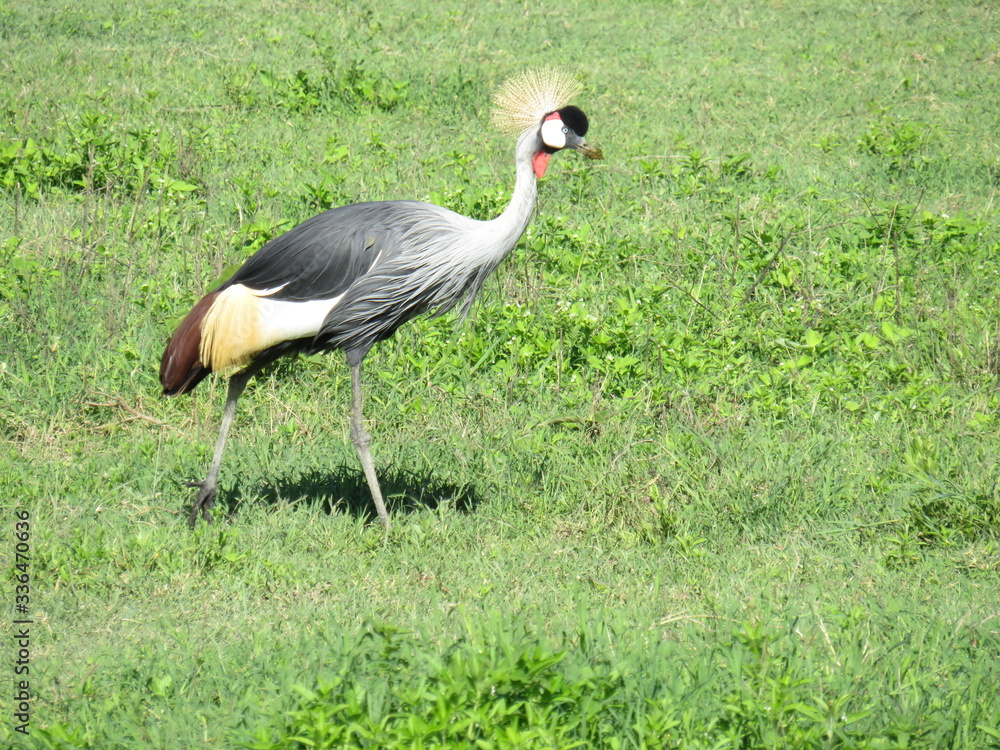 Naklejka premium Africa