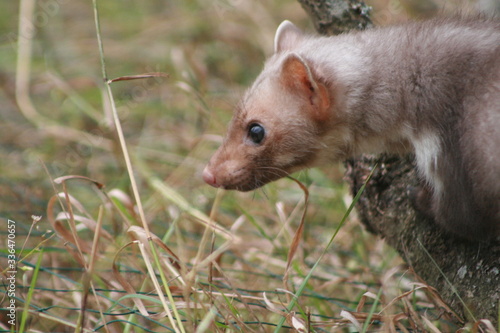 European pine marten  Martes martes  playing and posing on camera