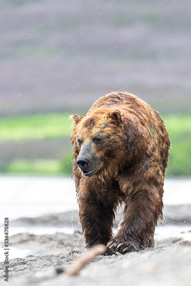 Obraz premium Ruling the landscape, brown bears of Kamchatka (Ursus arctos beringianus)