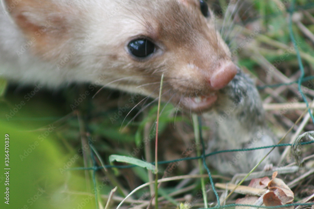 European pine marten (Martes martes) playing and posing on camera European pine marten (Martes martes) playing and posing on camera