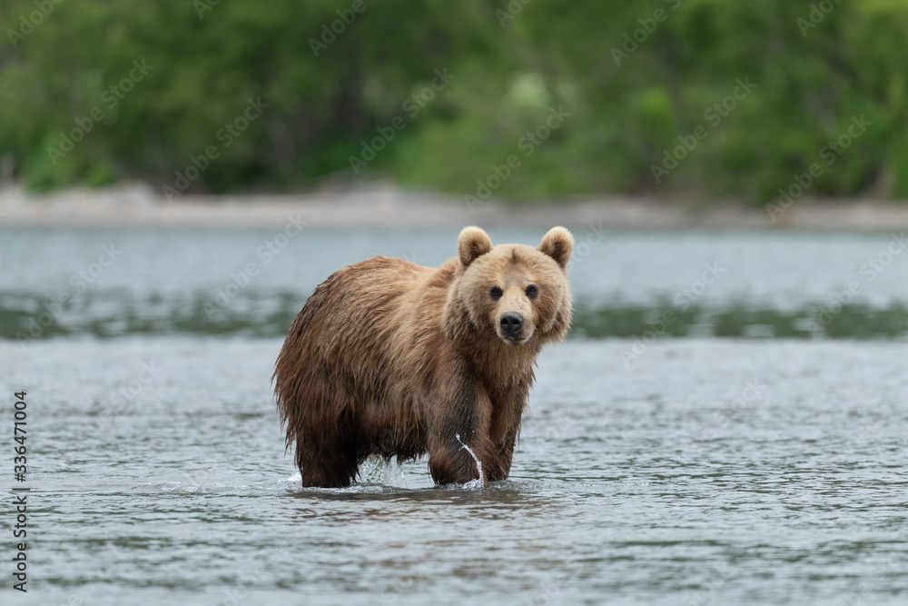 Ruling the landscape, brown bears of Kamchatka (Ursus arctos beringianus) Ruling the landscape, brown bears of Kamchatka (Ursus arctos beringianus)