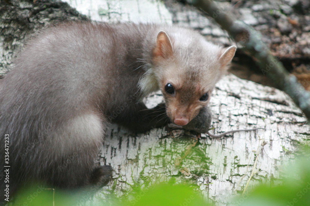 European pine marten (Martes martes) playing and posing on camera