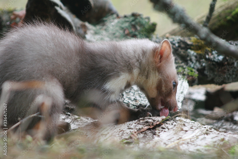 Fototapeta premium European pine marten (Martes martes) playing and posing on camera