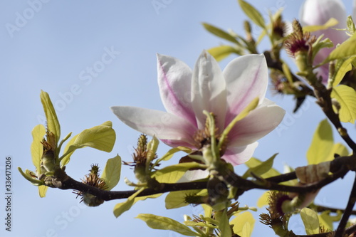 magnolia tree blossom