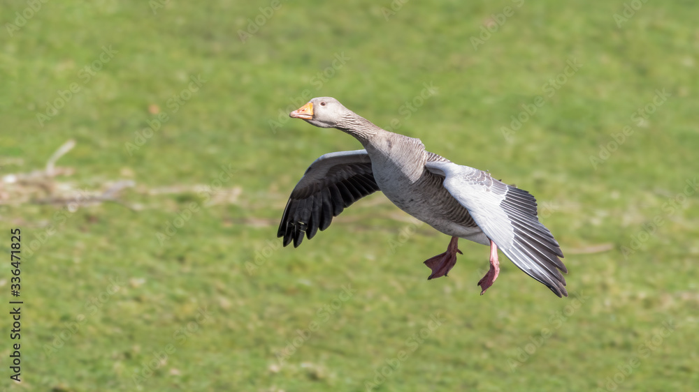 Fototapeta premium Greylag Goose Landing on Grass