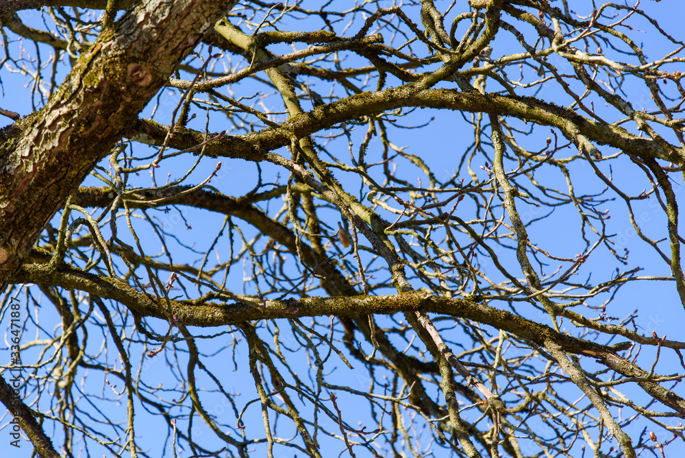 baum, äste, zweige, close up, nahaufnahme, himmel, blau, licht, ostern, park, spazieren, spaziergang, frische, luft, baum, landschaft, natur, wald baum, äste, zweige, close up, nahaufnahme, himmel, blau, licht, ostern, park, spazieren, spaziergang, frische, luft, baum, landschaft, natur, wald