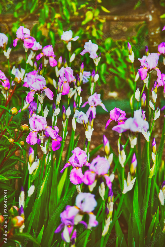Violet Iris in Kitchen garden in Audley spring Violet Iris in Kitchen garden in Audley spring