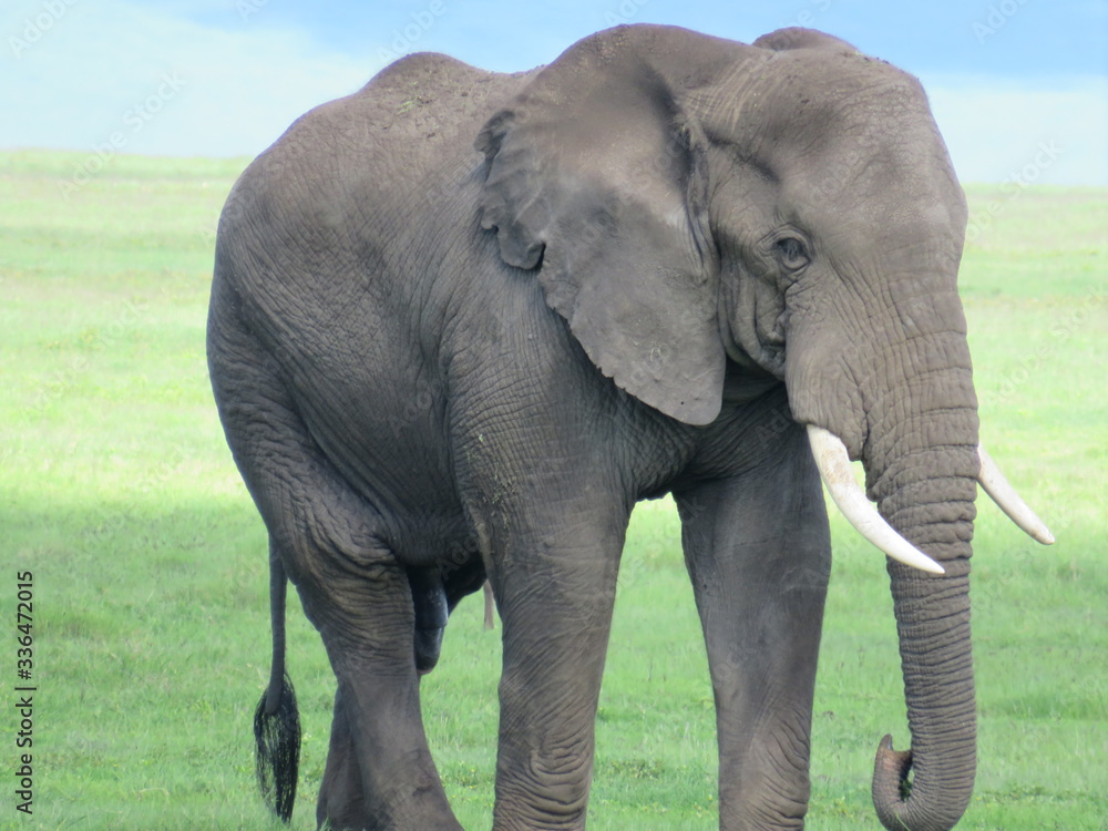 Obraz premium Africa