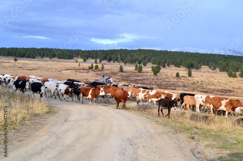 cow, cattle, farm, animal, field, grass, agriculture, meadow, cows, pasture, nature, grazing, landscape, rural, green, herd, brown, livestock, farming, dairy, summer, bull, sky, white, milk