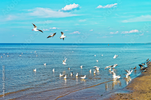 Flock of seagulls at Baltic sea in Jurmala resort