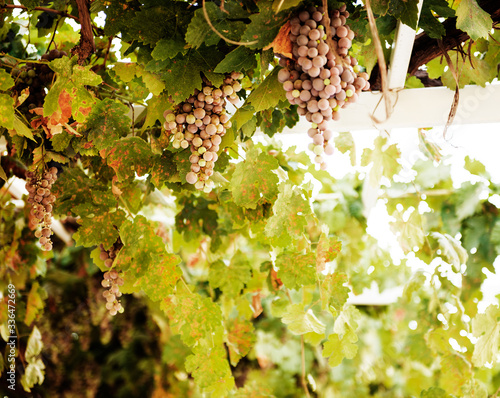 Hanging grapes in a vineyard, Göreme, Cappadocia, Turkey
