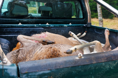 Killed wild deer in pickup box