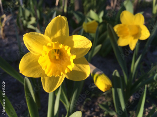 Fototapeta Naklejka Na Ścianę i Meble -  Yellow daffodil flowers in the garden

