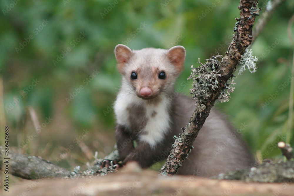 European pine marten (Martes martes) playing and posing on camera European pine marten (Martes martes) playing and posing on camera
