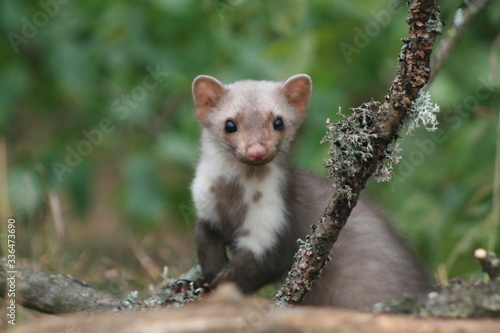 European pine marten (Martes martes) playing and posing on camera