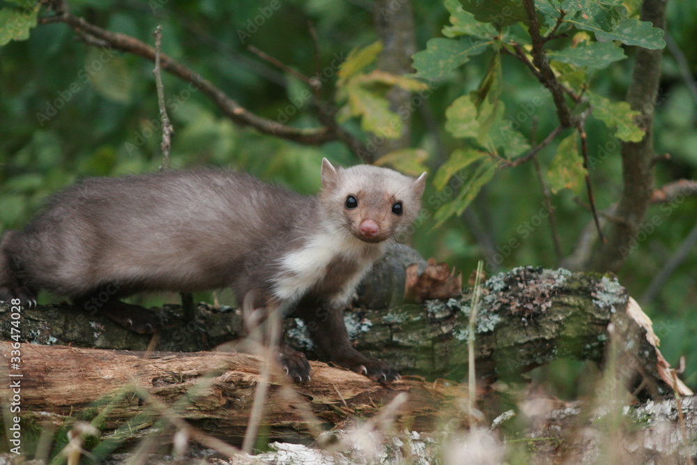 European pine marten (Martes martes) playing and posing on camera European pine marten (Martes martes) playing and posing on camera