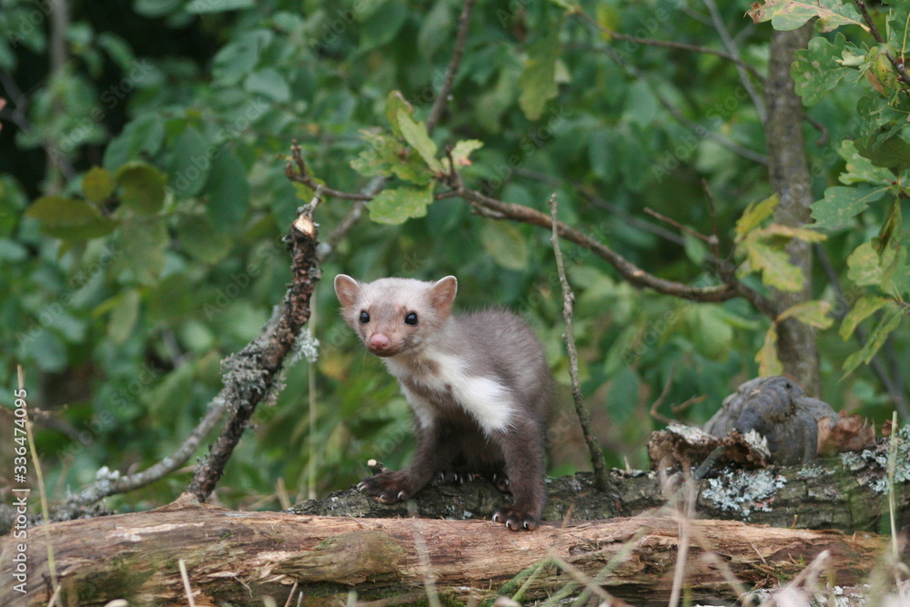 European pine marten (Martes martes) playing and posing on camera European pine marten (Martes martes) playing and posing on camera