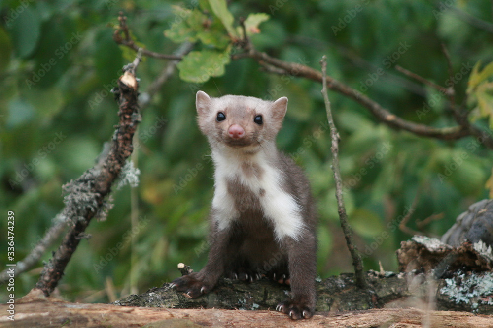 European pine marten (Martes martes) playing and posing on camera European pine marten (Martes martes) playing and posing on camera