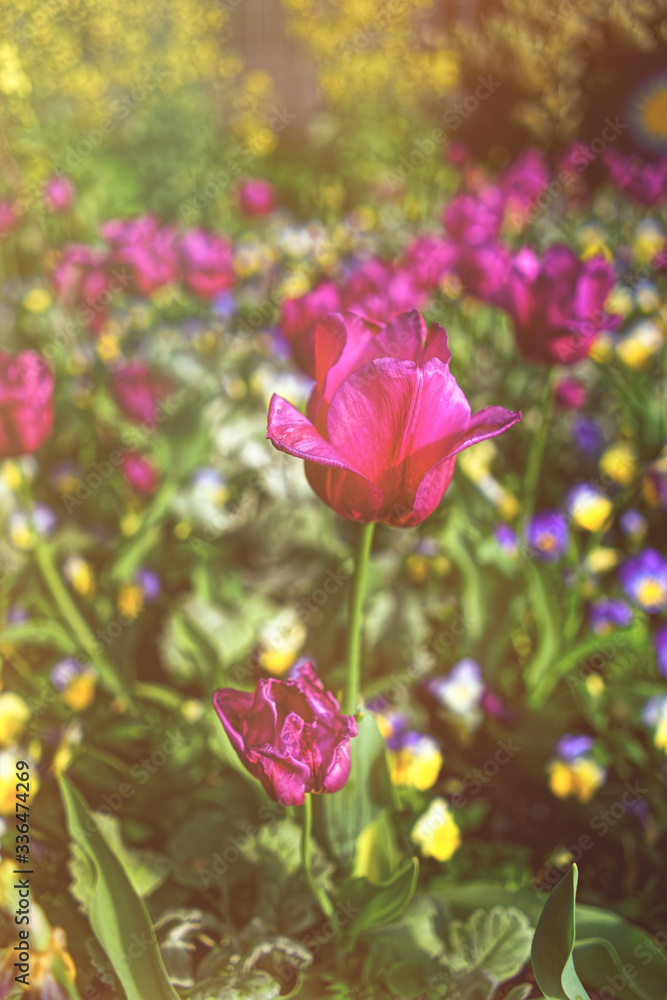 Single purple tulip among lots of other flowers USA Single purple tulip among lots of other flowers USA