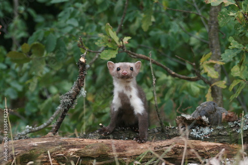 European pine marten (Martes martes) playing and posing on camera © adventure