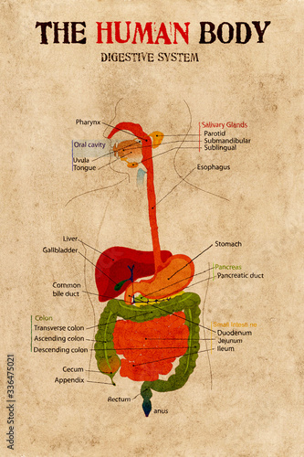 human body digestive system photo